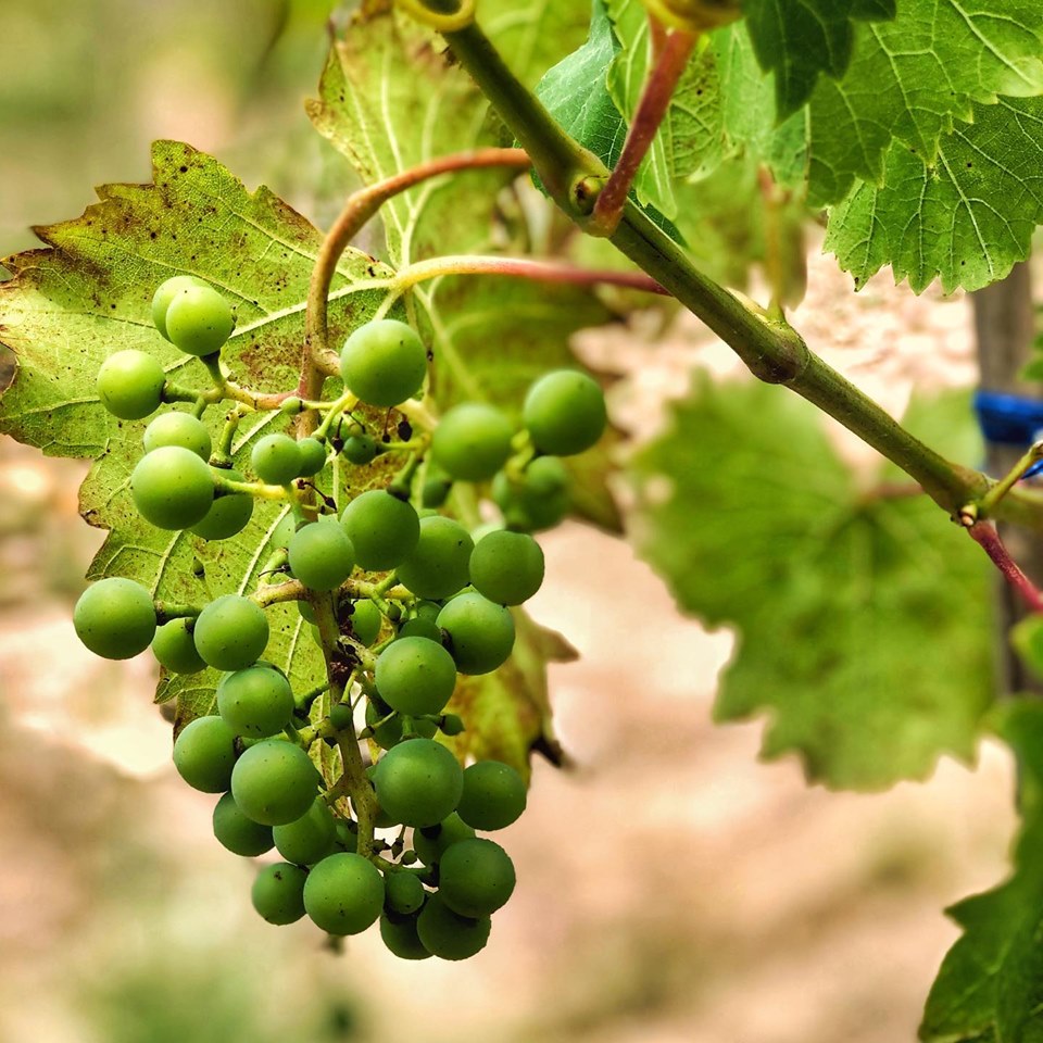 Charlotte North Carolina Winery Vineyard